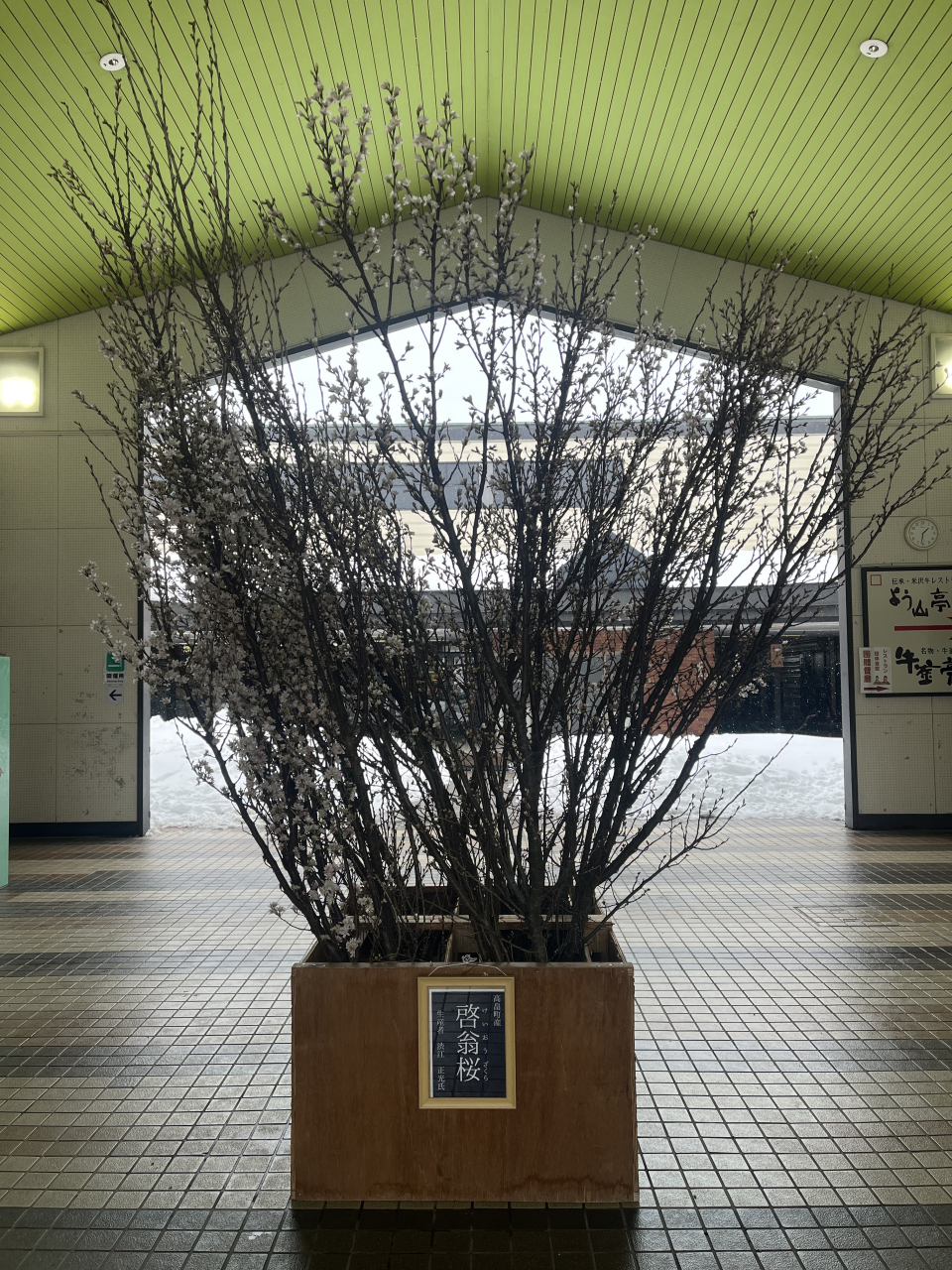 一足早い春の訪れ　啓翁桜の展示がはじまりました。